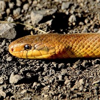40 venomous snakes found in abandoned house