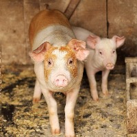 UP man tests positive for swine flu