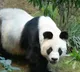 worlds oldest captive male giant panda An An dies in Hong Kong zoo aged 35
