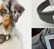Three Bengaluru students design a smart watch for pets