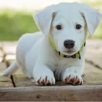 What wag Dogs tails right humans love research suggests