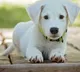 What wag Dogs tails right humans love research suggests