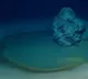 Danger pool at the bottom of sea that kills anything swims into it