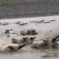 Fearing wild boar attack, 500 cows jump into reservoir