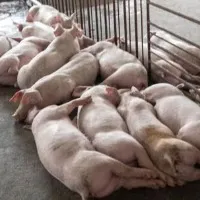African swine fever found in Keralas Wayanad