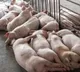 African swine fever found in Keralas Wayanad