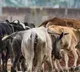Hundereds of Cows jumped into telugu ganga reservoir