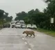 a viral video which shows traffic halt for a tiger passage on a road in forest