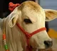 Baba Ramdev buys Punganur cow for Rs 4 Laks