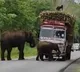 Elephants Block Sugar Cane Truck