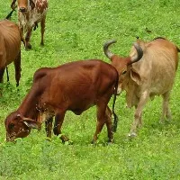 GAU vision app IIM Ahmedabad paper proposes new facial recognition tool for Cows