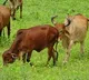 GAU vision app IIM Ahmedabad paper proposes new facial recognition tool for Cows