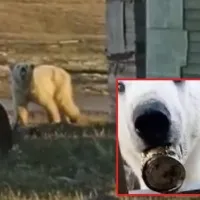 Polar bear rescued after getting tongue stuck in milk can