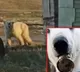 Polar bear rescued after getting tongue stuck in milk can