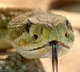 Young man dies due to snake bite but family perform Puja for bring him back to life
