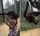 Spider monkeys pull girl by her hair in scary viral video from Mexico