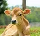 Three Calfs born in Surrogacy method in Telangana