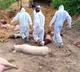 685 pigs killed in two farms in kerala as african swine flu