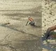 Rea life 'Baahubali' saves Imphala stuck in mud in Zimbabwe; video goes viral
