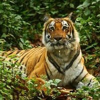 PM lauds the efforts of tiger conservationists on the occasion of International Tiger Day