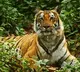 PM lauds the efforts of tiger conservationists on the occasion of International Tiger Day