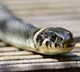 Snake spotted on Thiruvananthapuram Nizamuddin Express Rail