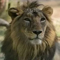 Pakistan selling lions as cheaper as buffaloes