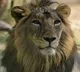 Pakistan selling lions as cheaper as buffaloes