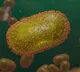 Monkeypox first death out side Africa
