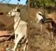 Man slaps and kicks donkey repeatedly in viral video