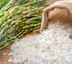 Rice prices increase up to 30 percent due to demand from West Asia Dhaka