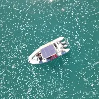 Watch massive jellyfish swarm appear like polka dots in israeli sea