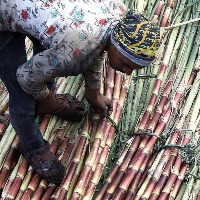 Govt approves sugarcane FRP of Rs 305 per quintal for FY23 season