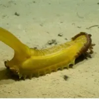 This is not a banana It is a new creature Scientists found in the Pacific Ocean
