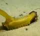 This is not a banana It is a new creature Scientists found in the Pacific Ocean