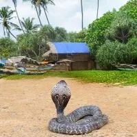 Man dies of snake bite as his brother also succumbed to death by snake bite