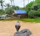 Man dies of snake bite as his brother also succumbed to death by snake bite
