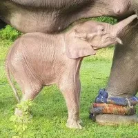 Rare white elephant born in western myanmar