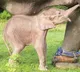 Rare white elephant born in western myanmar