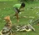Three boys fight a giant Python to save their Dog