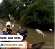 Fish jump like popcorns to flee from nets