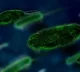 New virus Langya Henipa emerges in China