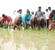 ysrtp chief ys sharmila participates in vari natlu