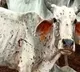Rajasthan Government Bans Animal Fairs to Control Lumpy Skin Disease