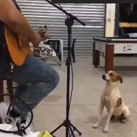 Stray dog listens to live music at a bar You wonot believe what happened next in viral video