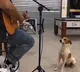 Stray dog listens to live music at a bar You wonot believe what happened next in viral video