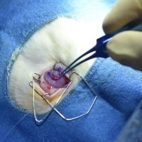 First 3-D printed human cornea developed in Hyderabad