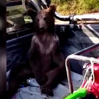 Hallucinations A bear floating in imagination with Mad Honey effect Here is the video