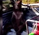 Hallucinations A bear floating in imagination with  Mad Honey effect Here is the video