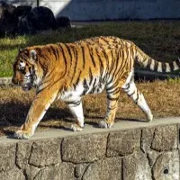 Tiger that roaming AP and Telangana boarder Villages
